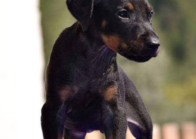 Doberman yavrular